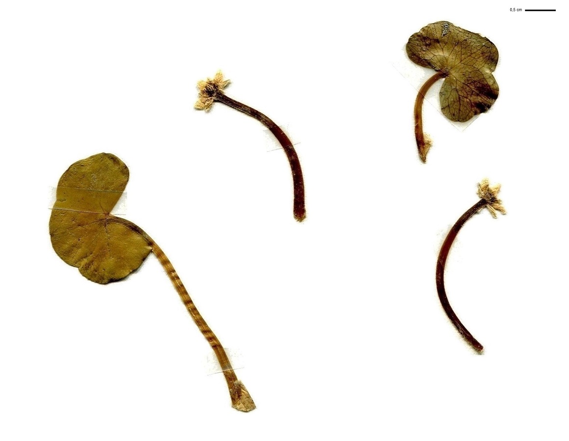 Ranunculus hederaceus (Ranunculaceae)